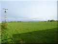 Grazing off the A735 north of Kilmaurs