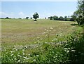 Newly mown field, near Parbrook