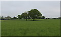 Footpath heading towards Dalton Cottage Farm