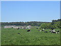 NJ9548 : Cows in the countryside... by Bill Harrison