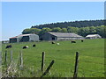 Sheep grazing near Bridgend Farm...