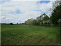 Cereal crop by the railway embankment, Cropredy