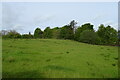 Grazing towards the Kilmarnock to Glasgow railway