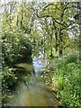 Water Lily pads on the Brownsover Arm