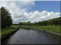 Sheep by the Llangollen Canal