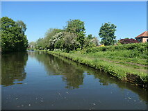 SJ6486 : The Bridgewater Canal at Grappenhall by Christine Johnstone