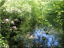 TQ6262 : Pond in Westfield Wood by Marathon