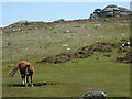 SX7476 : Saddle Tor and a Dartmoor pony by Chris Allen