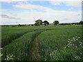 Wheat field, Dunston Heath