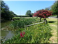 Pond next to Sutton Drove