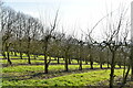 Orchard on Greensand Ridge