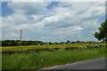 Field of buttercups beside Tarn Lane