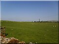 Sheep at Bendgate Farm