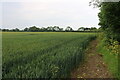 Field by Colchester Road, West Mersea