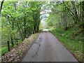 Tree-lined minor road near to Eskadale