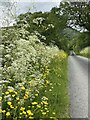 Buttercups and wild parsley