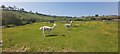 Alpaca Paddock