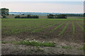 Field by East Road, East Mersea