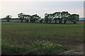 Field by East Road, East Mersea