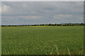SJ6924 : Wheat field off the A41 south of Hinstock by Christopher Hilton
