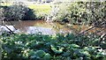 View across River Lyne from footpath running along its south bank