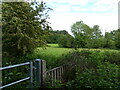 Meadow surrounded by Trees