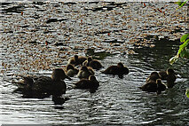 NJ3459 : Ducklings by Anne Burgess
