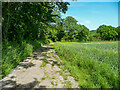 Footpath in Worsbrough Country Park