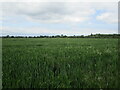 Wheat field near Bednall