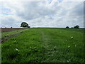 The Staffordshire Way through Teddesley Park