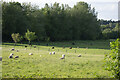 Pasture by River Teme