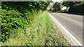 Beech hedge on NE side of A6071 where it passes Ladyseat Wood