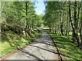 NH3033 : Glen Cannich - Tree-lined minor road at Carbennan by Peter Wood