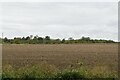 Farmland near Wicken