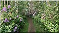 Wild rhododendrons taking over residential footpath