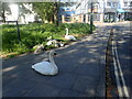 Swans and cygnets near Barnes Pond