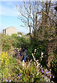 Stream running alongside Polecoverack Lane, Coverack