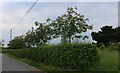 Sweet chestnut trees on East Road, East Mersea