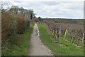 Lamberhurst Vineyard