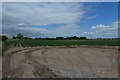 Potatoes beside the A162