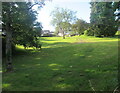 Trees on a green, Malpas, Newport