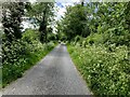 Hemlock along Camowen Road