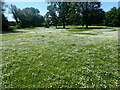 A field of daisies at Snave