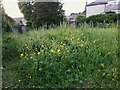 Buttercups in a burial ground