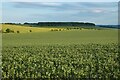 Farmland, Sparsholt