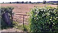 Field gateway on SW side of A6071 opposite Brisco Hill