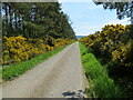 Minor road beside Blairtua Wood