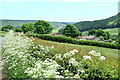 Raisdale Road hedgerow above West Cote Farm