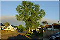 Tree, Marldon Road