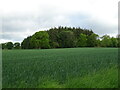 Crop field and woodland near Naltom House